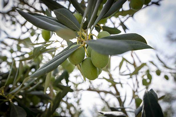 Oliva ascolana del Piceno Dop: il ministero registra il Marchio di impresa