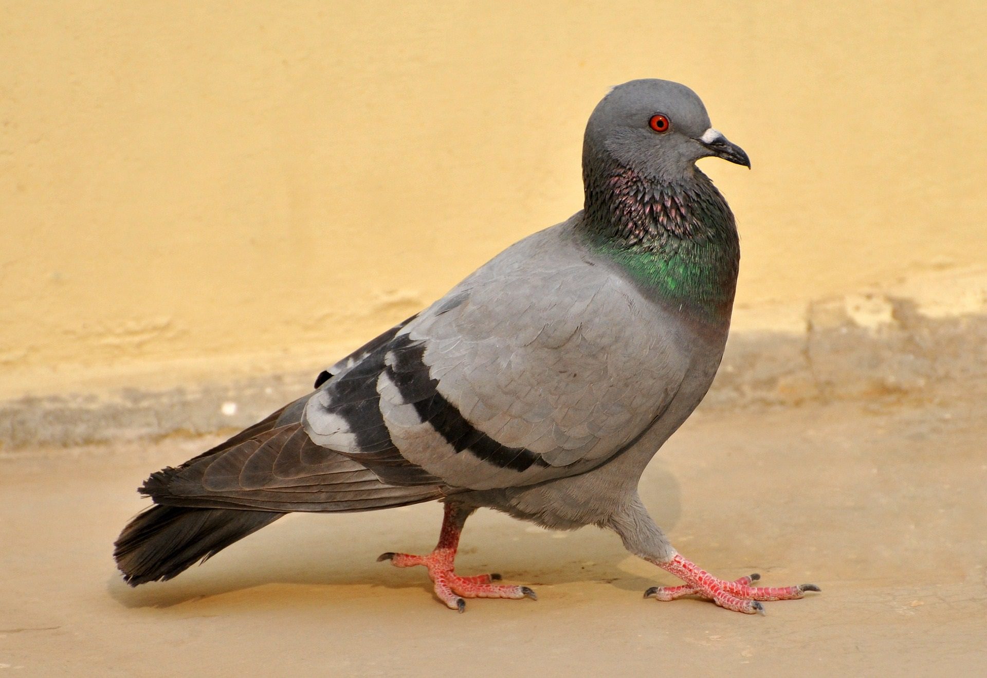 piccione