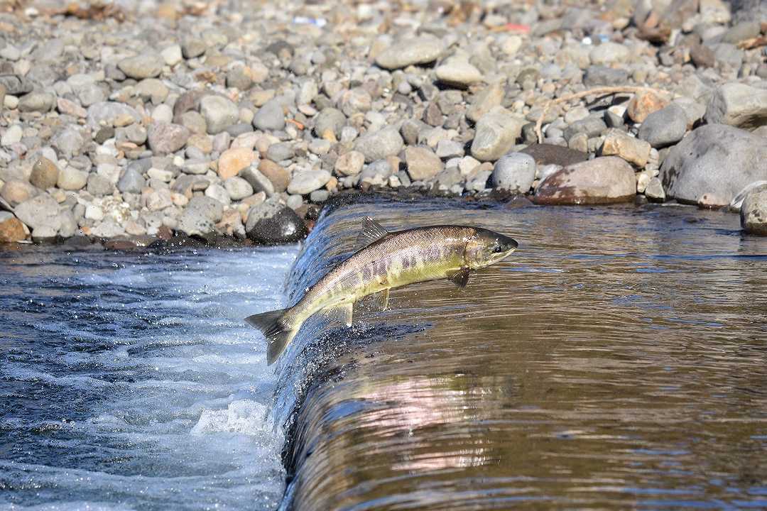 Nuova Zelanda, il primo produttore di salmoni chiude gli allevamenti: l’acqua è troppo calda