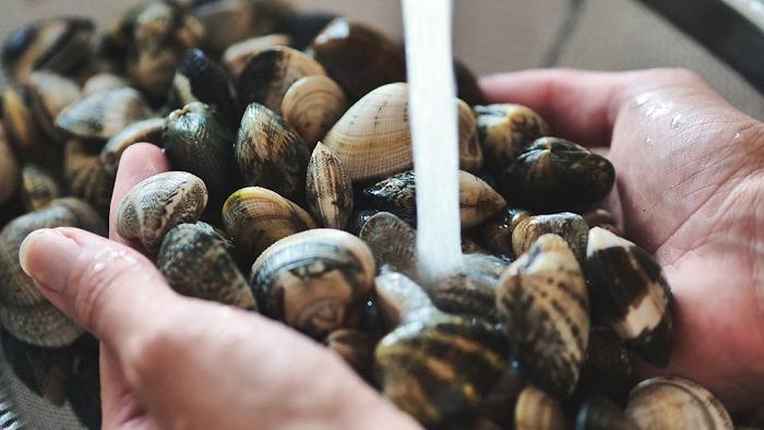 Vongole, è nata l’Area di tutela biologica per gli allevamenti a Goro