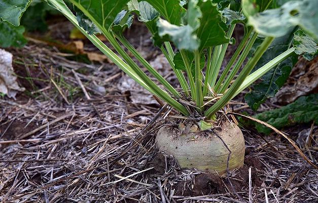 Agricoltura: le Marche puntano sulla barbabietola da zucchero