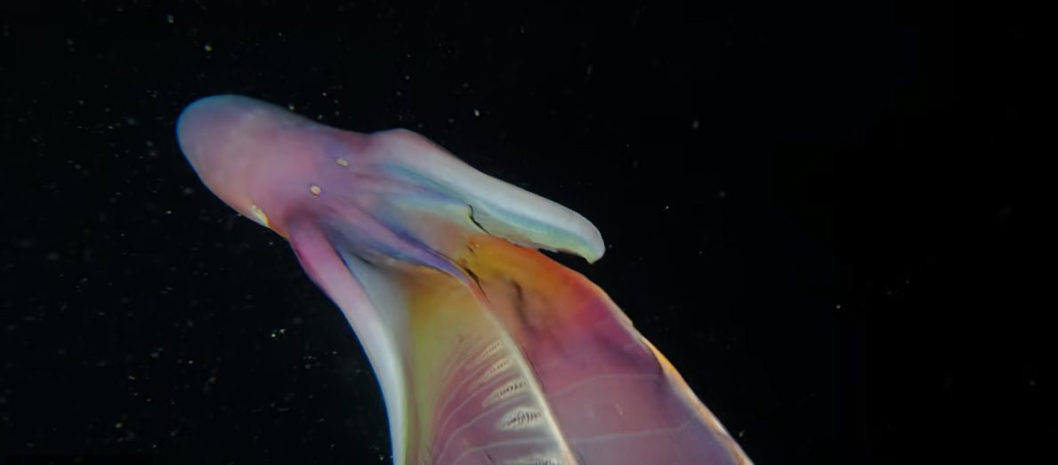 Molluschi rari: in Puglia avvistato un Tremoctopus, metà polpo e metà seppia
