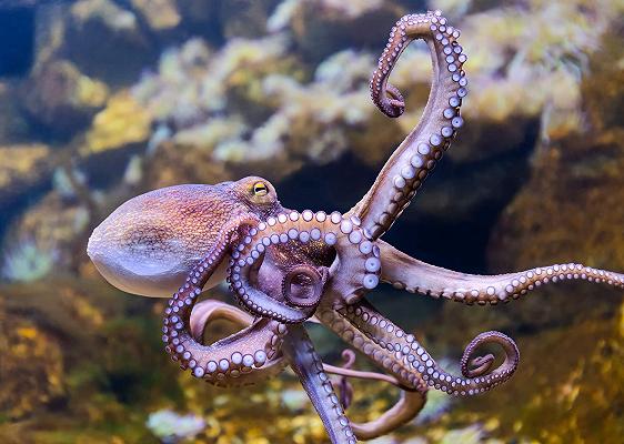 Sardegna, stop di due mesi alla pesca del polpo nel golfo di Oristano