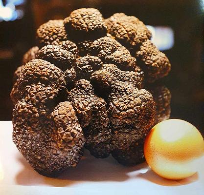 Francia, tartufo nero da record in vendita a un’asta NFT