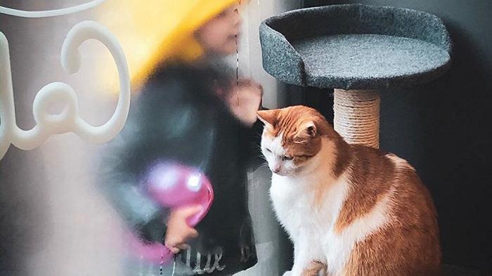 Ucraina: il cat café di Leopoli che resta aperto nonostante le bombe