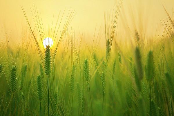 Agricoltura rispettosa del clima: gli USA investono 1 miliardo di dollari