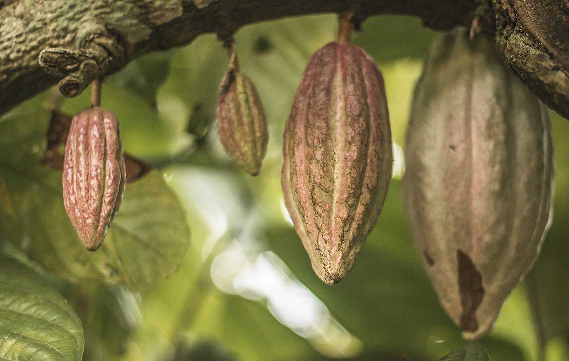 Cioccolato: scoperti per la prima volta i boschi sacri di cacao dei Maya