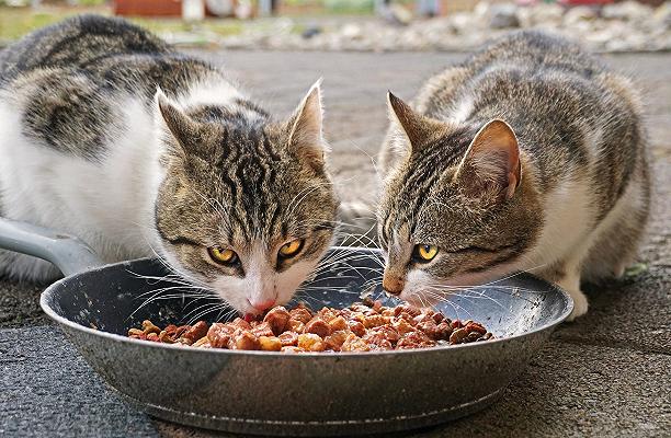 Cibo per cani e gatti in crescita: vale 767 milioni di euro