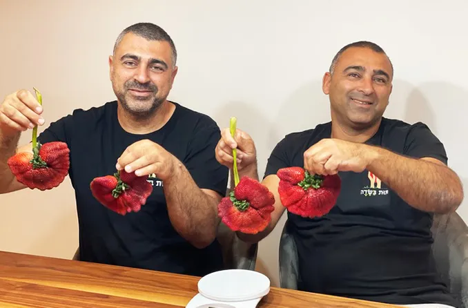 Fragola-record-1.jpg