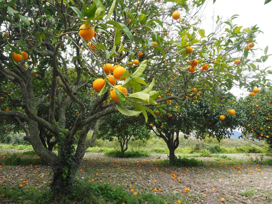 frutteto alberi