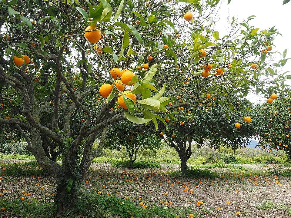 Emilia Romagna, gli alberi sono carichi di frutta ma non c’è manodopera