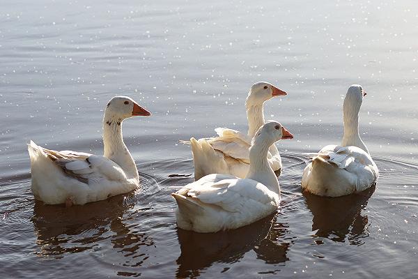 Malta: niente più foie gras sull’isola