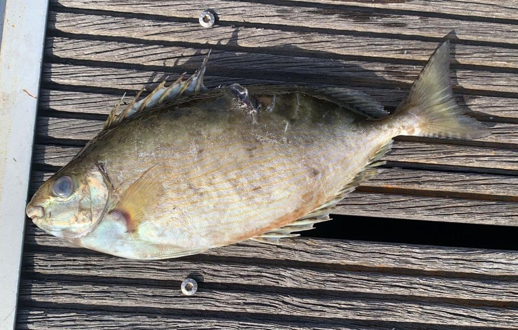 Pesca, catturato un pesce coniglio vicino Messina: è una specie aliena