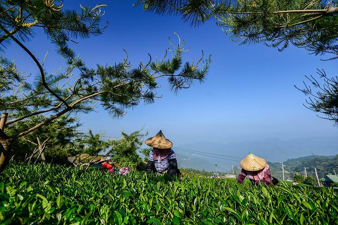 Taiwan; coltivazione di tè oolong