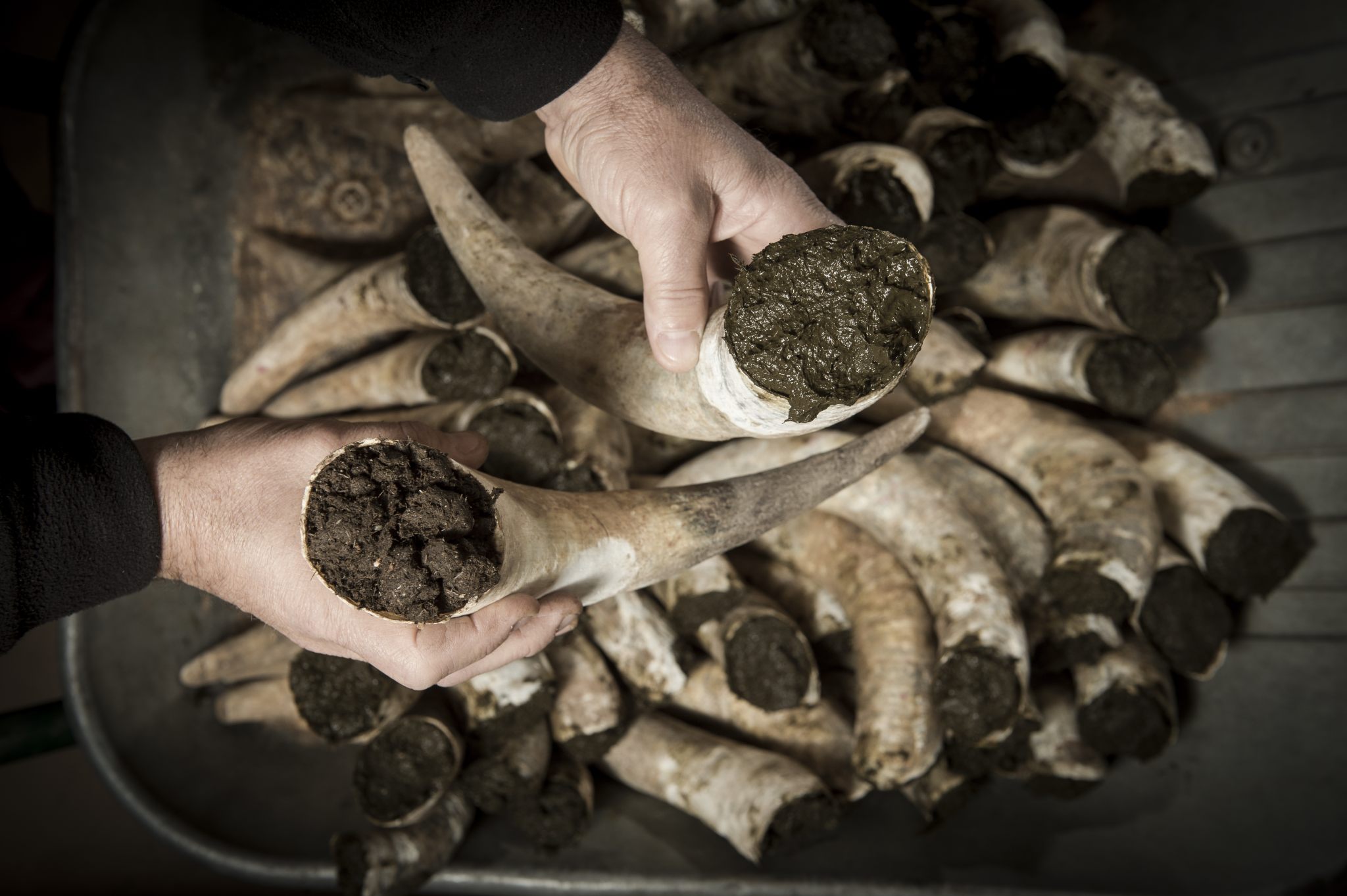 Biodinamica; cornoletame