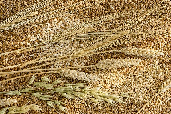 Grano: esportazioni ucraine a rischio se non verrà garantito l’export dei prodotti agricoli russi