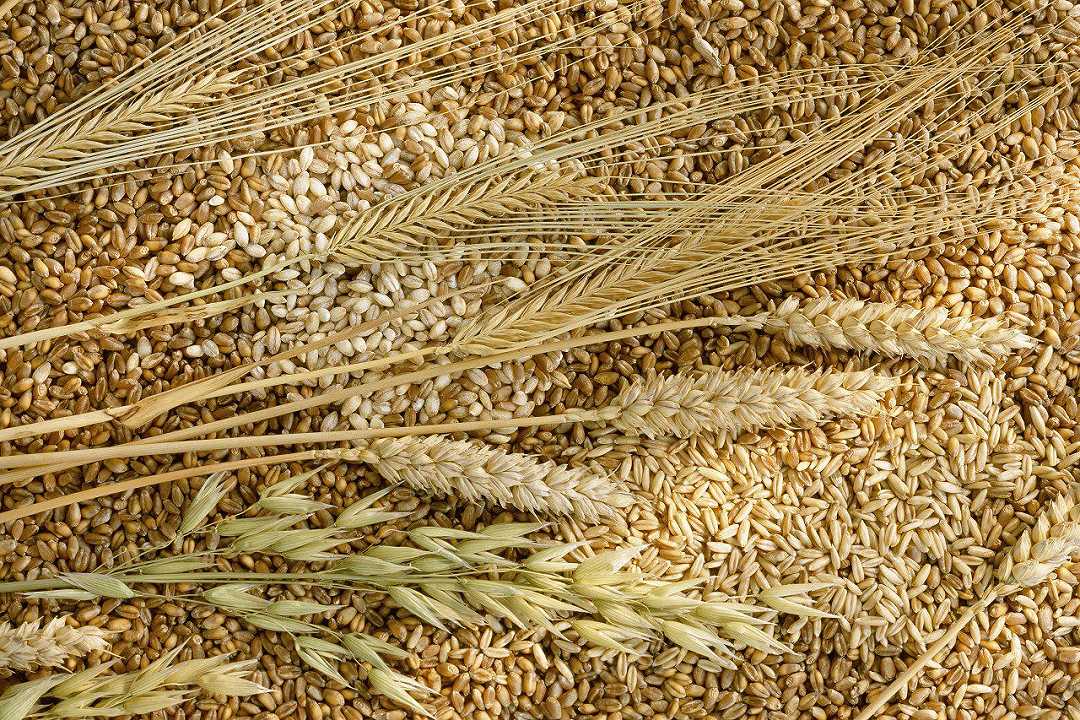 Ucraina, il prezzo del grano crolla dell’8,5%: “È speculazione” dice Coldiretti