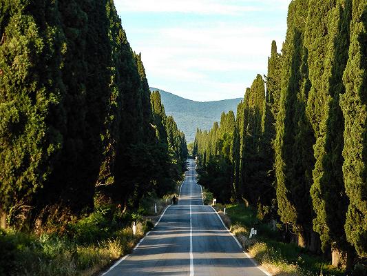 Bolgheri: i cipressi sono malati e pieni di rifiuti, e tra i produttori è polemica su chi deve pagare