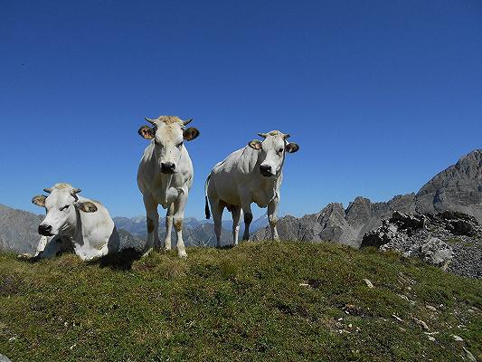 Carne: l’aumento dei prezzi minaccia gli allevamenti di qualità, dice il Coalvi