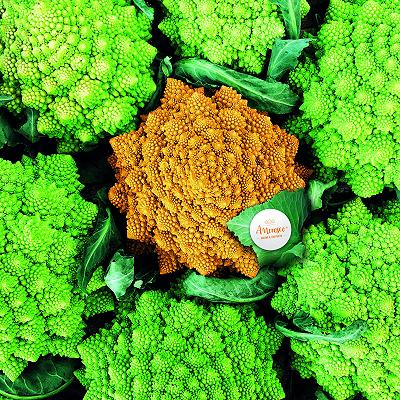 Amoresco, il cavolo romanesco arancione, nominato ai FLIA 2022