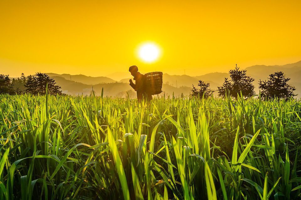 India, l’ondata di calore minaccia il raccolto di grano