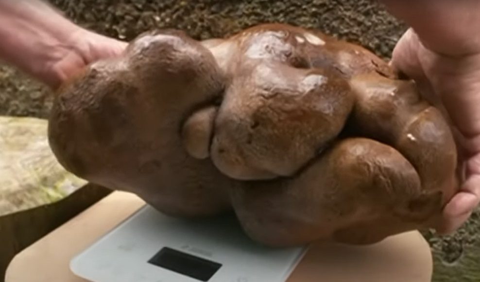 Nuova Zelanda: pensavano di aver trovato una patata da Guinness World Record, e invece no