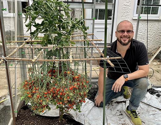 Regno Unito: 1269 pomodori, un singolo stelo; è Guinness World Record