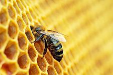 Non solo miele: tutti i prodotti delle api