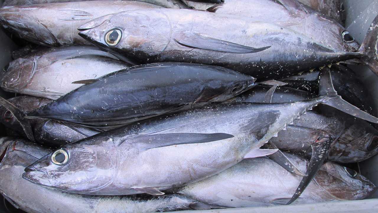 Tonno alalunga: la UE ne vieta la pesca per un mese in più di quanto previsto