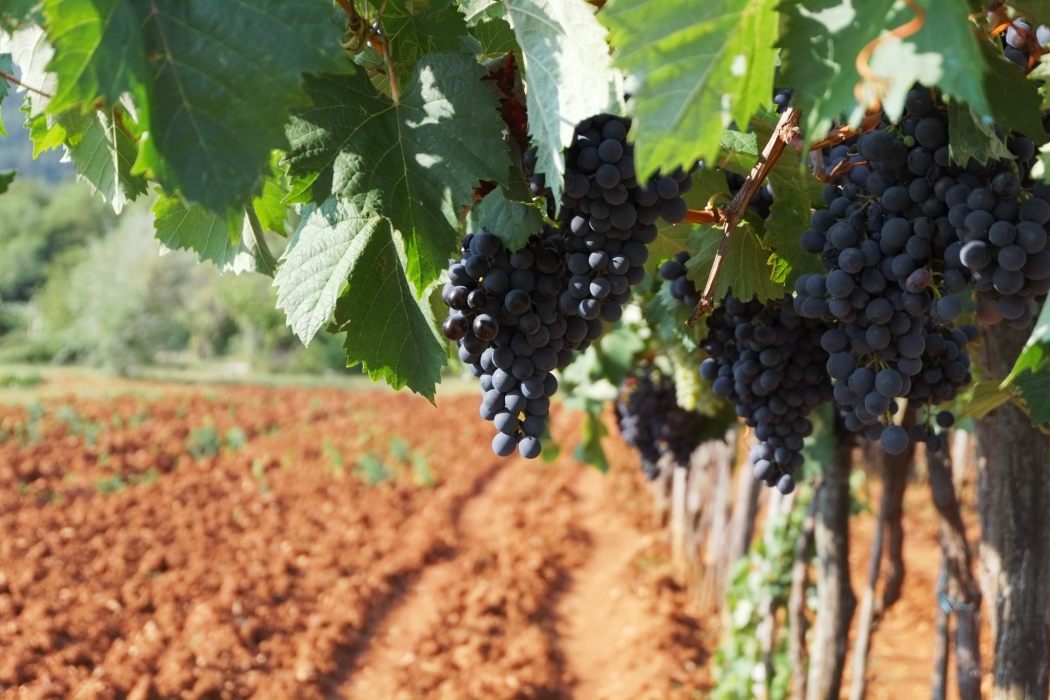 Terrano e Refosco: i rossi del Carso