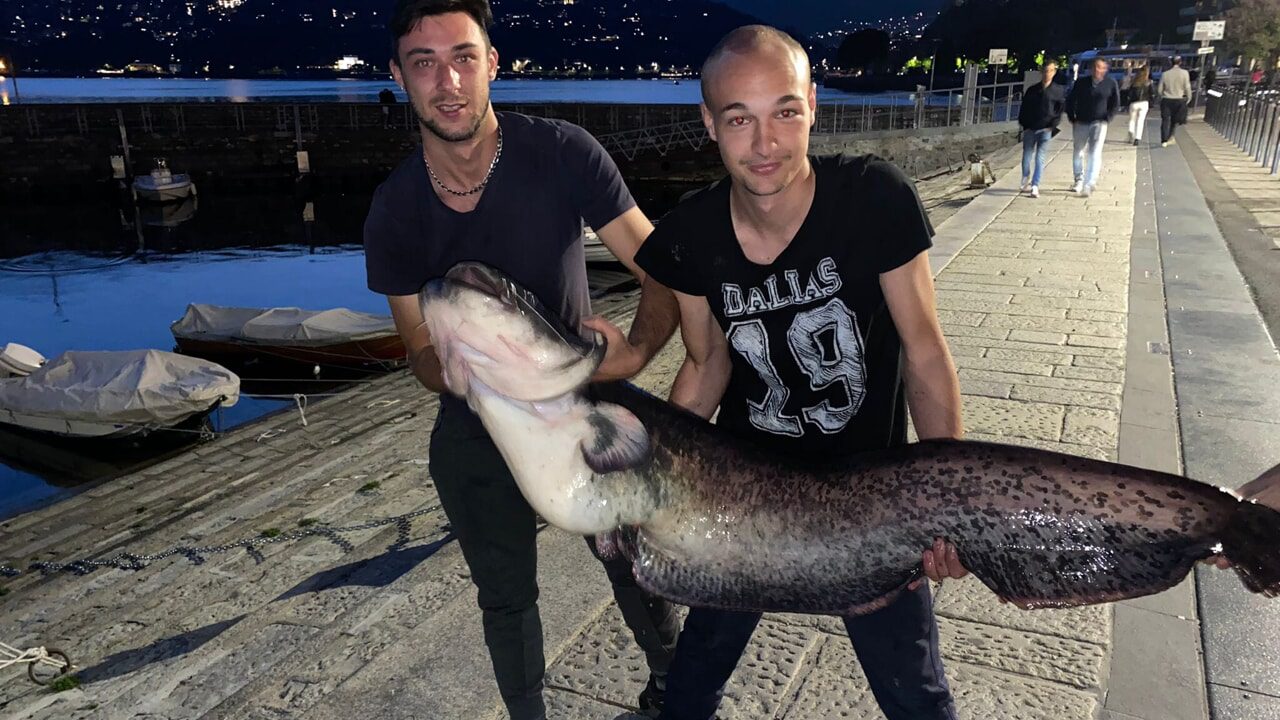 Pesce gigante: siluro da oltre un metro e mezzo pescato nel lago di Como