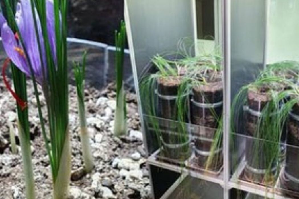 agricoltura coltivazione casa