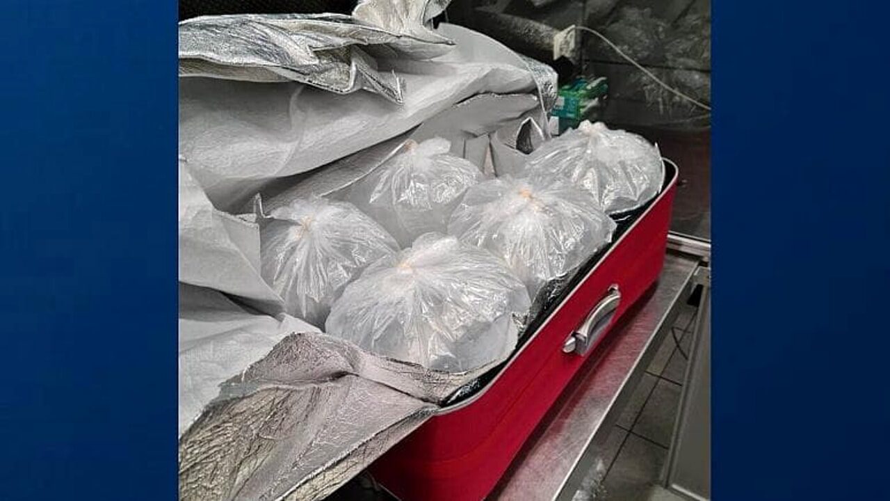 Amsterdam, nascondono più di 100 kg di anguille nelle valige: tre arresti