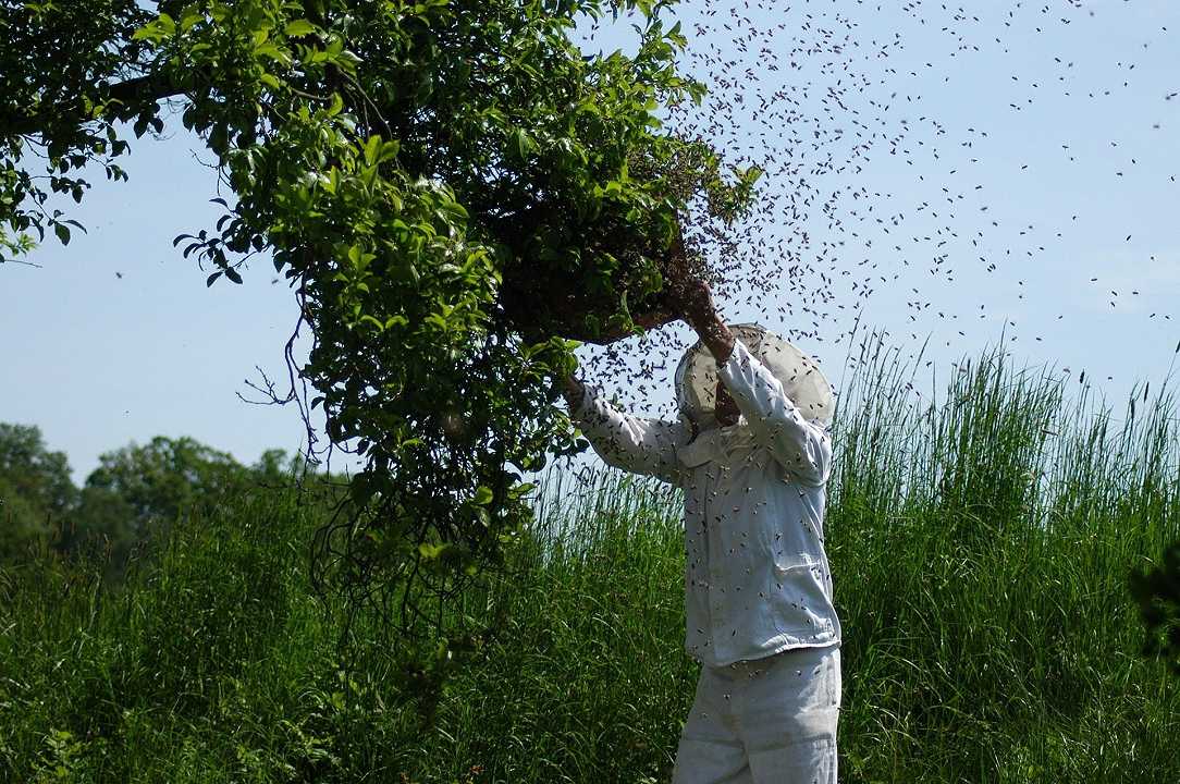 Urbino, apicoltore muore aggredito dagli sciami d’api: era caduto sulle arnie