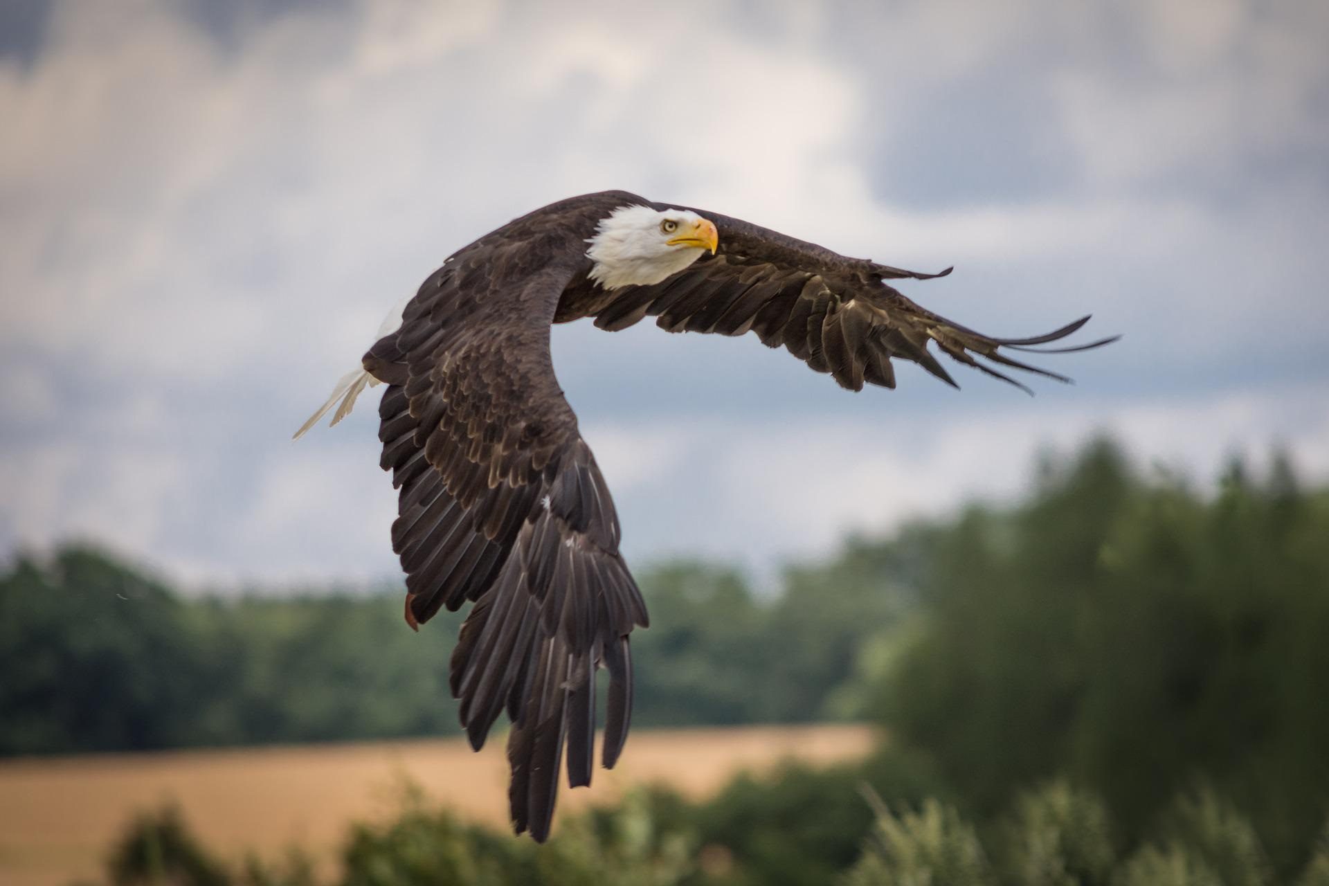 Aquila di mare testa bianca