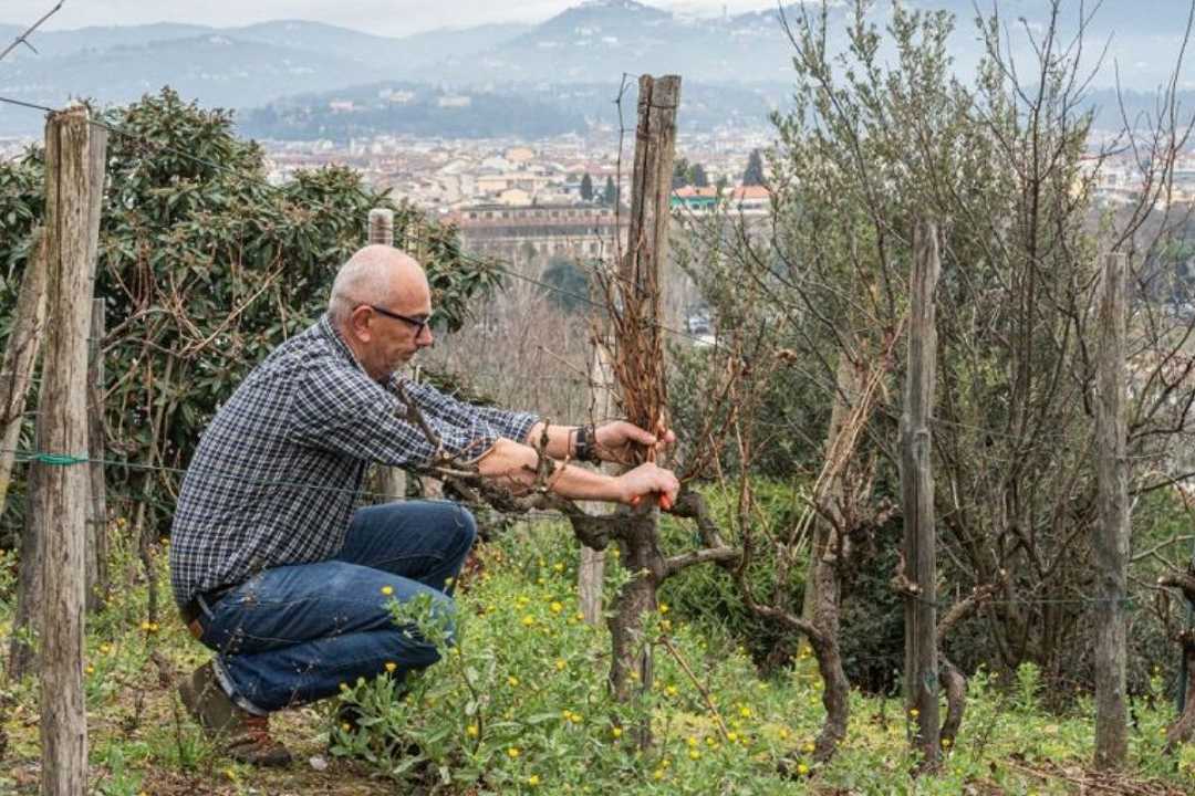 Firenze ha una vigna urbana, che produrrà il vino “Michelangelo”
