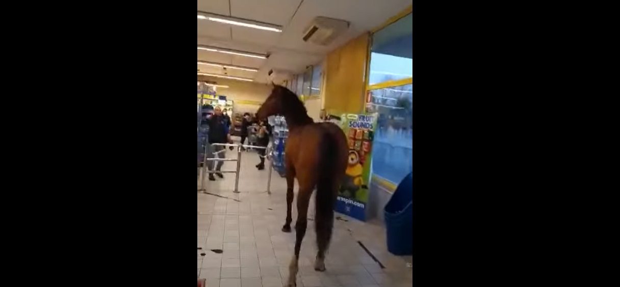 Ittiri: cavallo si aggira fra le corsie di un supermercato