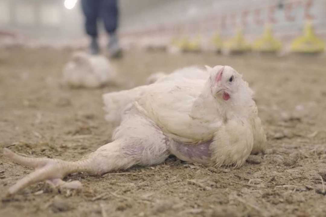 KFC nei guai per maltrattamento animale: allevamenti sovraffollati e sporchi