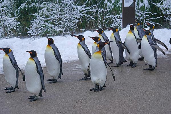 Influenza aviaria: peggiora la situazione negli USA, e gli zoo mettono al riparo pinguini e uccelli