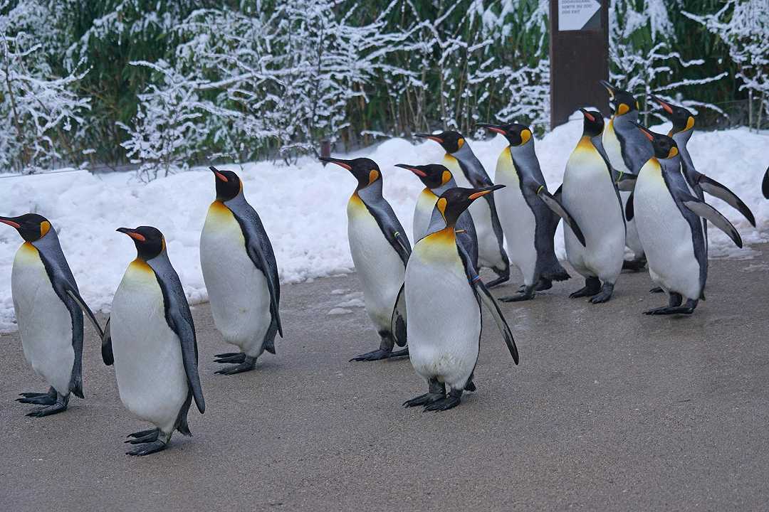 Influenza aviaria: peggiora la situazione negli USA, e gli zoo mettono al riparo pinguini e uccelli