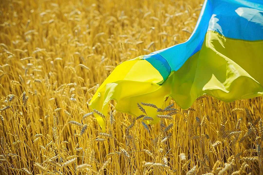 Ucraina, è “Carestia artificiale”: i campi di grano devono essere sminati