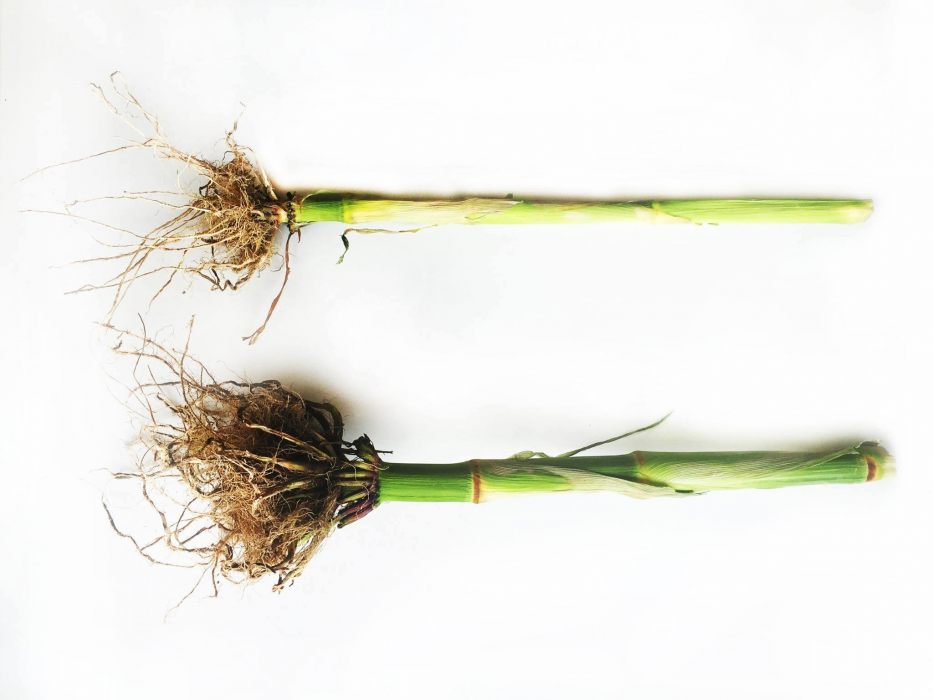 Agricoltura Simbiotica