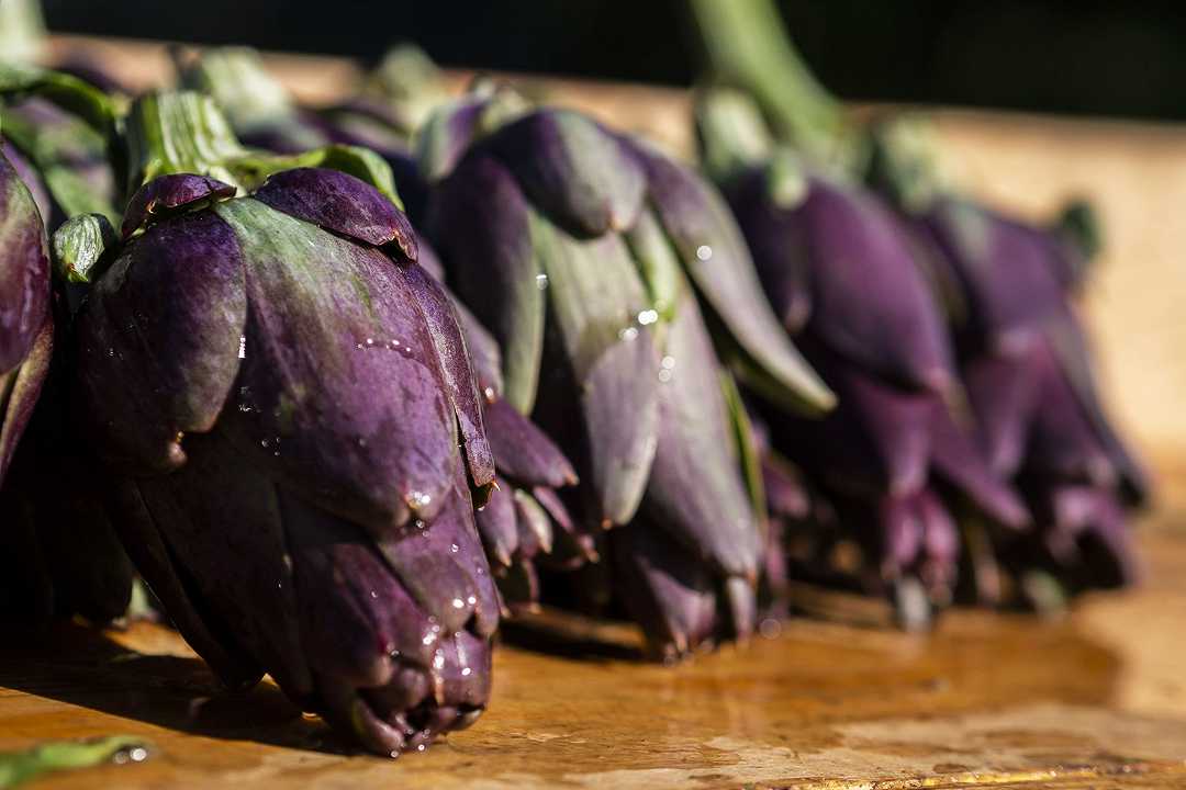 Bologna, il carciofo violetto di San Luca nuovo Presidio Slow Food dell’Emilia Romagna