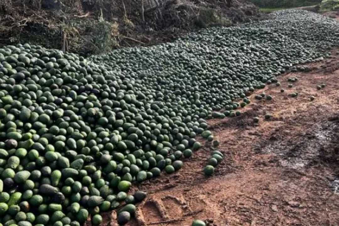 Australia, migliaia di avocado buttati via a causa dell’aumento dei costi di trasporto