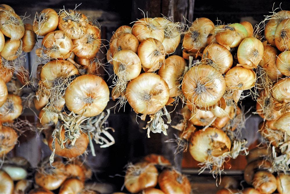 La Cipolla bionda piatta di Drubiaglio è Presidio Slow Food