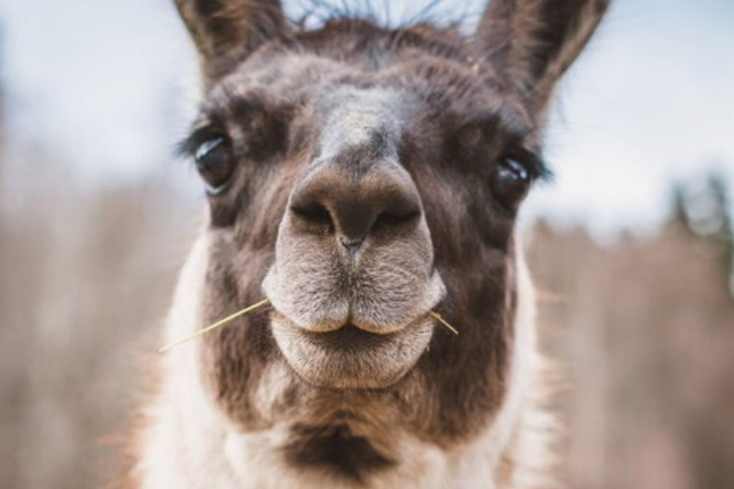 como lama agriturismo