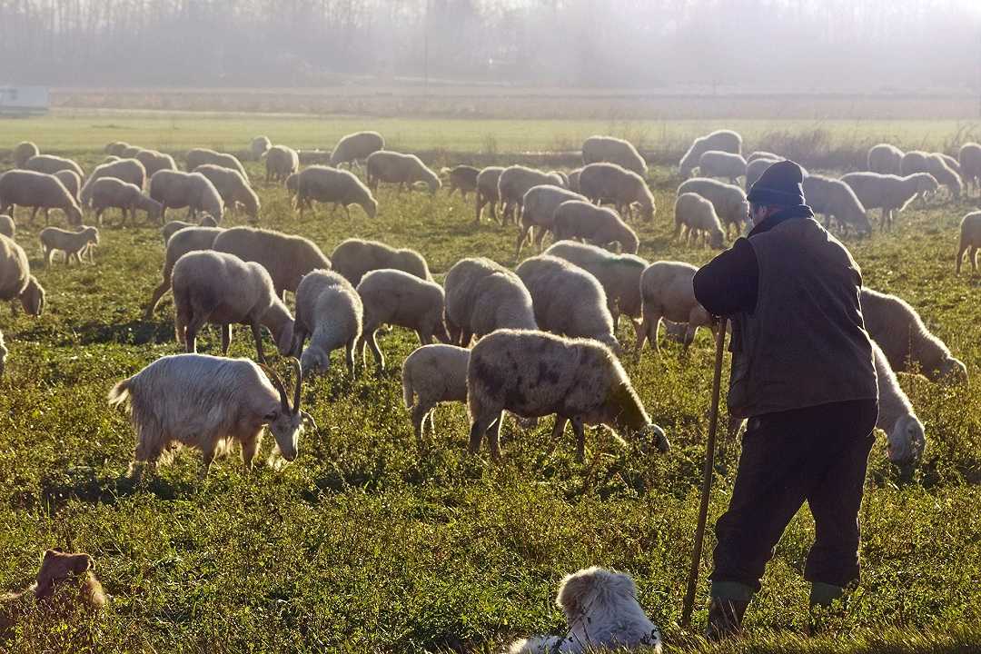Casteltermini: pastore muore colpito da un fulmine mentre stava controllando il gregge