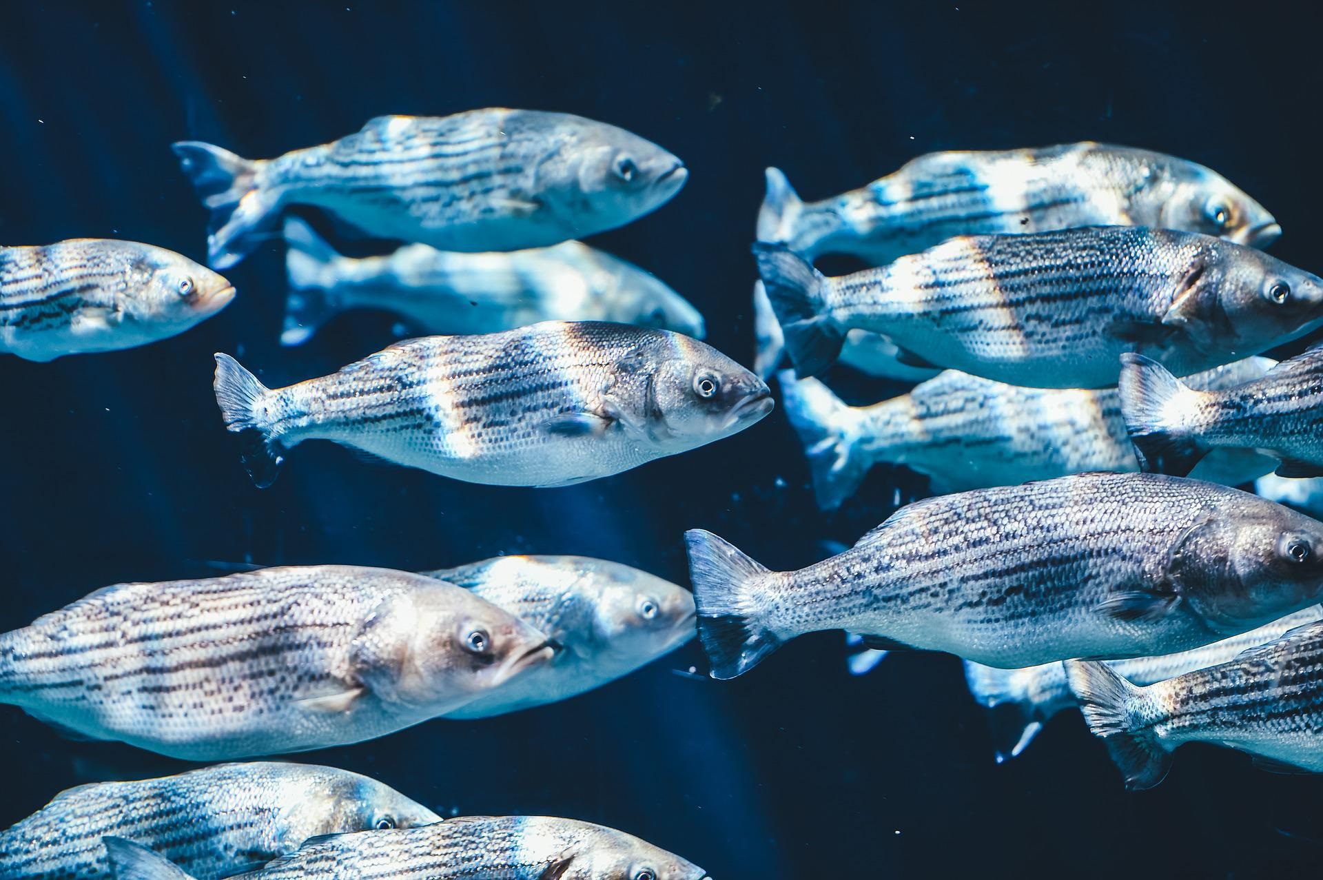 pesce oceano