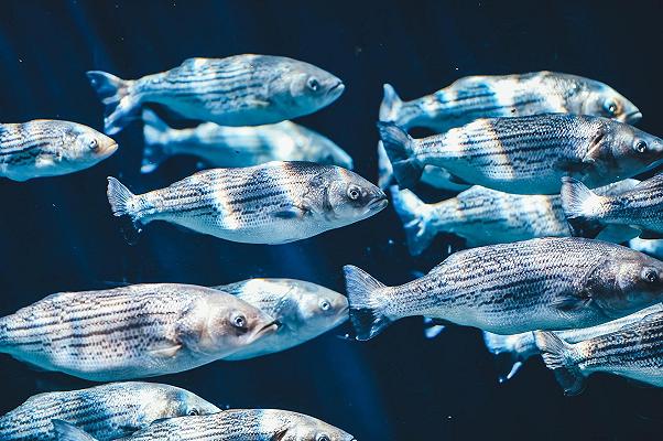 Pesce: oppiacei e antidepressivi contaminano i prodotti ittici