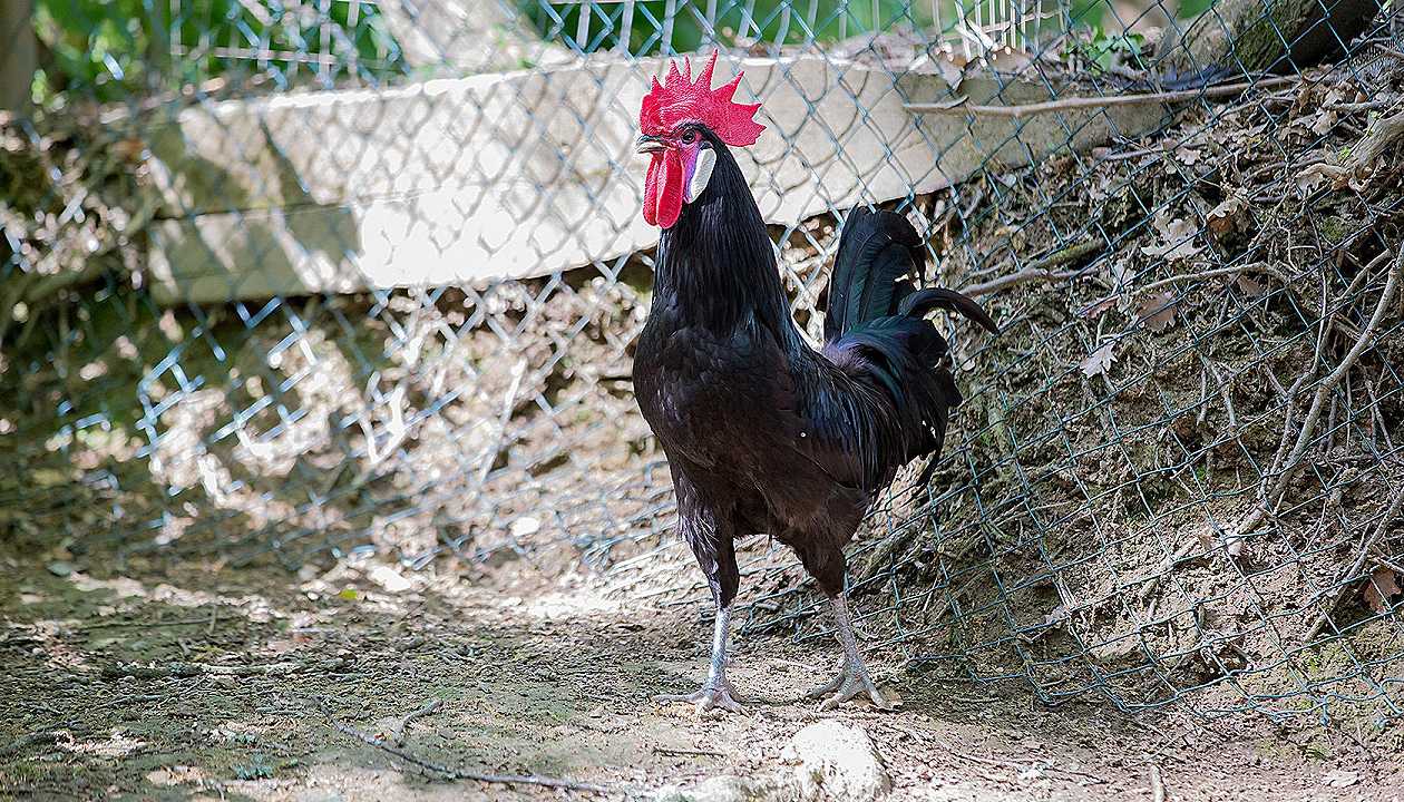 Arca del Gusto di Slow Food, c’è anche il pollo di razza “Valdarno Nera”